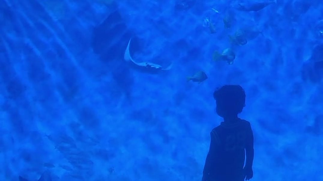 Atlanta Aquarium