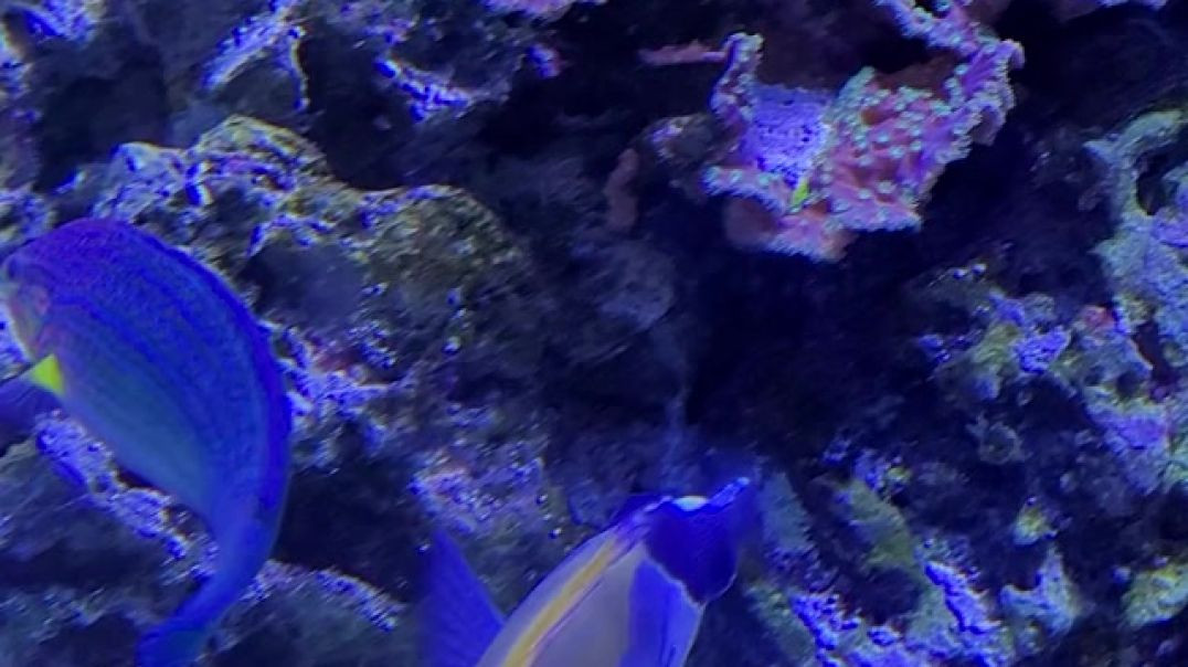 Shedd Aquarium Outing